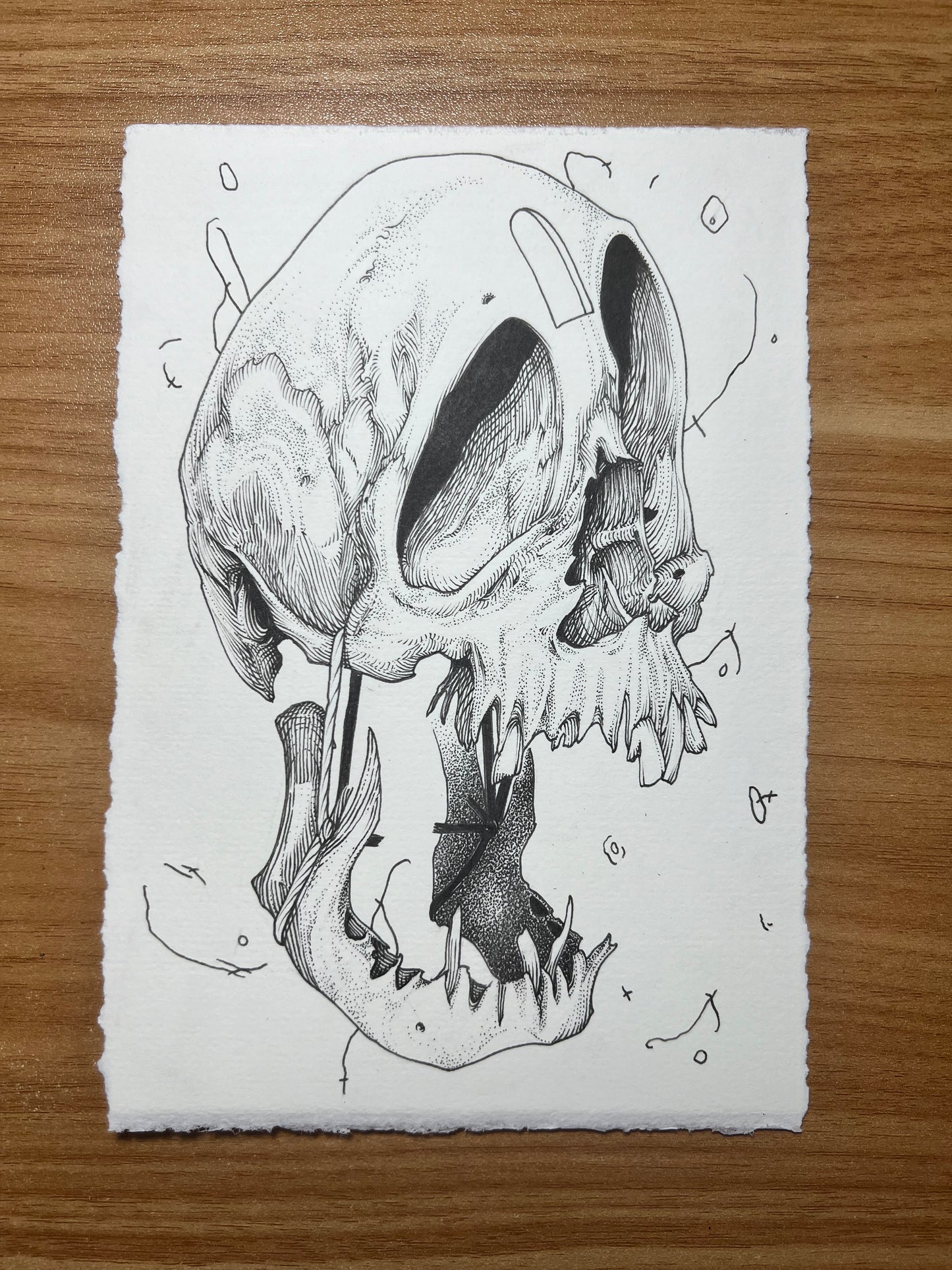 Skull Study 1
